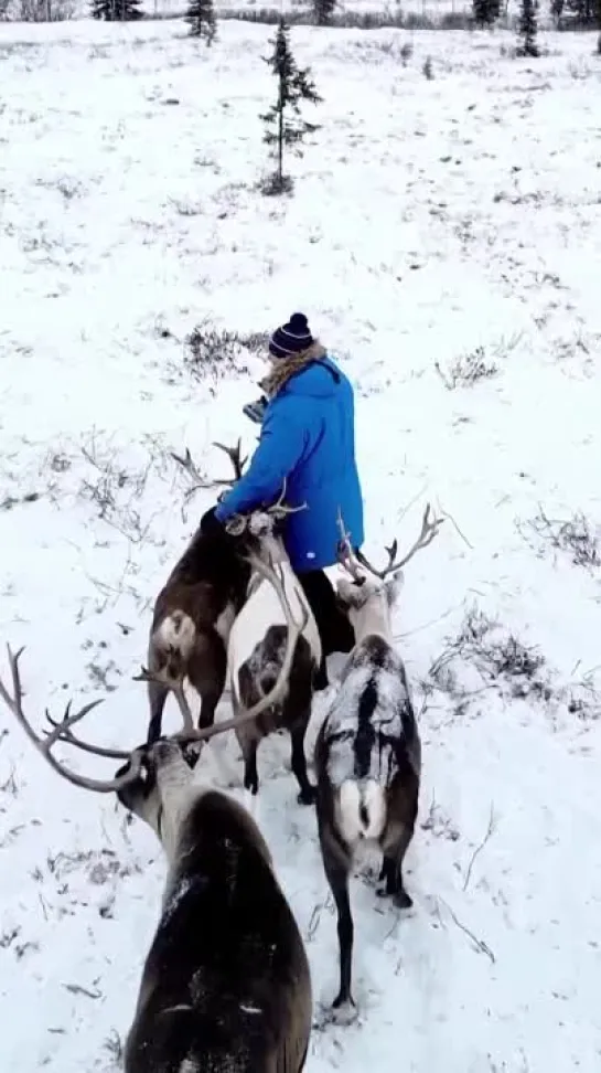 Волшебные моменты. Злой Ямал.