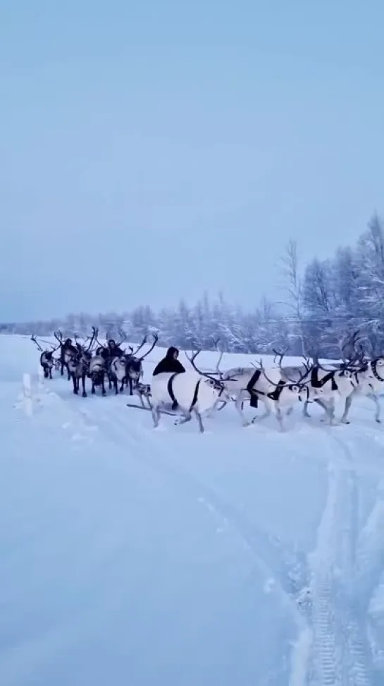 Новогоднее настроение. Злой Ямал