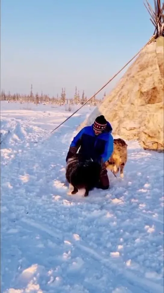 Лайки. Злой Ямал