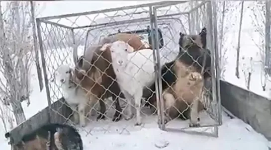 Не удивимся, если они еще и машину поведут. Злой Ямал