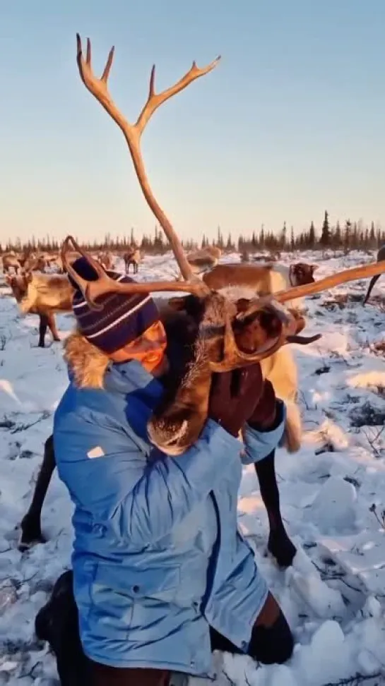 Северный олень. Злой Ямал