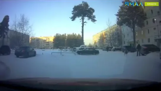 В Ноябрьске собака бросилась на ребенка при хозяине. Злой Ямал