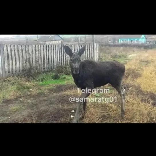 Люди спасли провалившегося в заброшенный погреб лосёнка. Злой Ямал