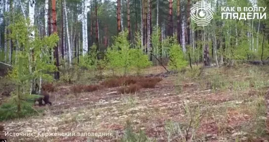 Медведица с медвежатами бегут мимо фотоловушки в Керженском заповеднике!