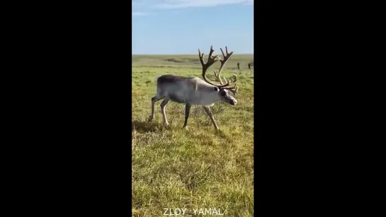 Наша природа уникальна и неповторима. Злой Ямал