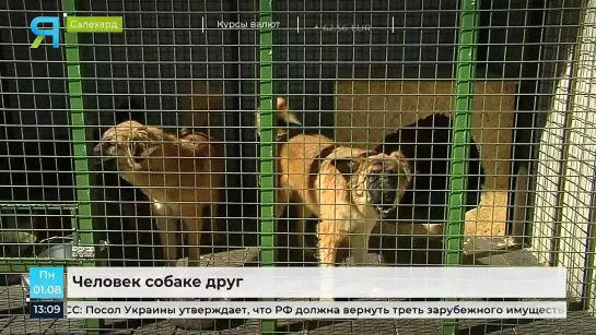 Ямальцы массово несут корма и наполнители в приюты. Злой Ямал