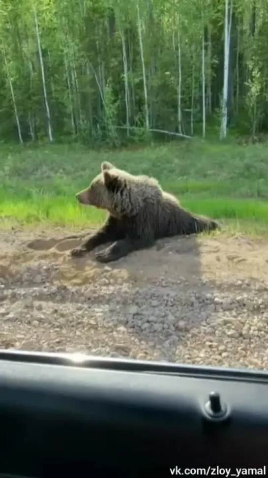 Медведь. Россия.