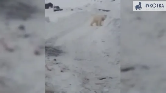 В чукотское село Нешкан пришел белый медведь. Злой Ямал.