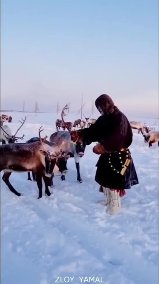 Покормить такого красавца из рук само счастье. Злой Ямал.