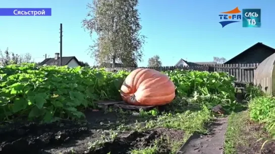 Панорама Ленинградской области. Выпуск от 13.09.2024 (Сясьстрой, Волхов).