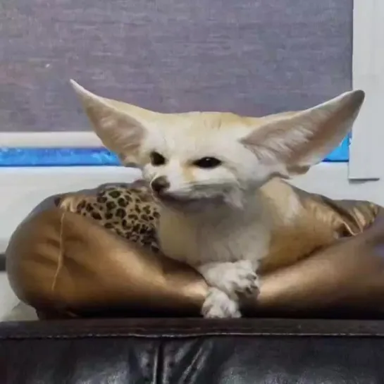 fennec