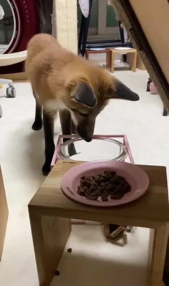 fox drops a treat in water