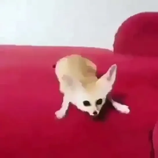 fennec