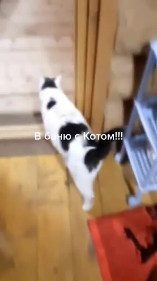 В баню с котом