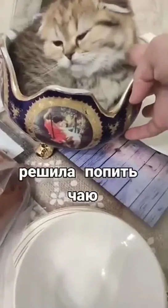 Котик и сахар