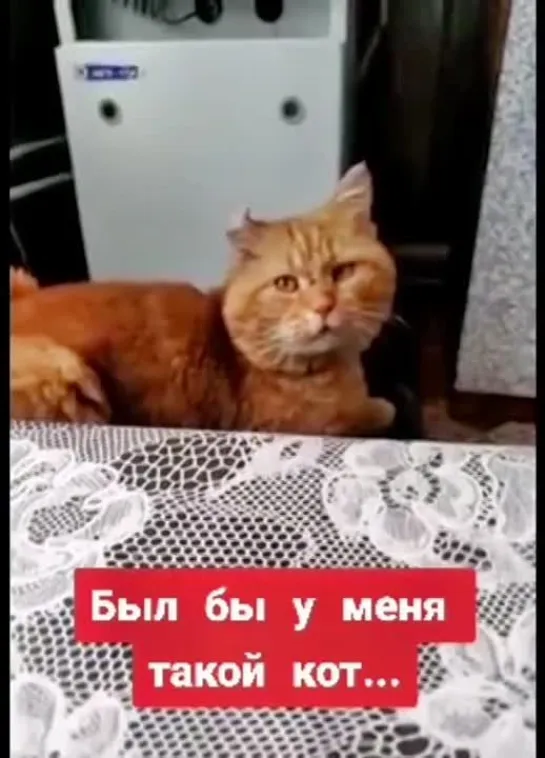 Котик.mp4