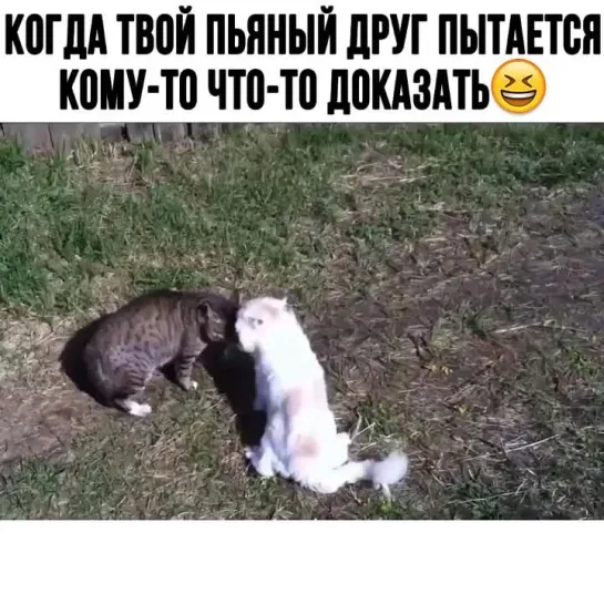 Какие хозяева такие и питомцы)))