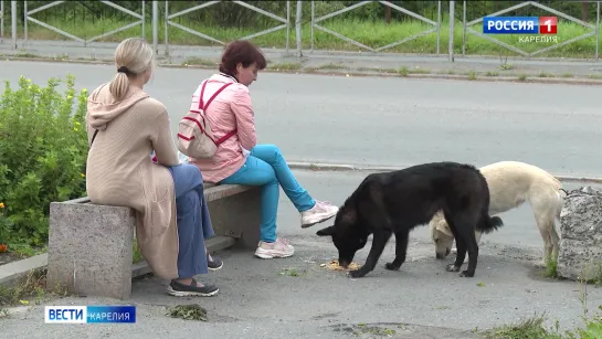 В Карелии ситуация с бездомными собаками тревожная