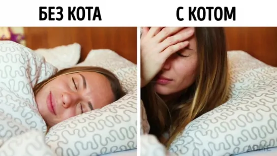 Без кота и жизнь не та