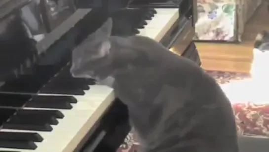 Piano-cat