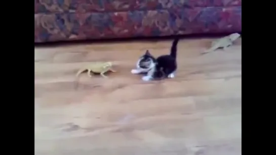 Kitten vs. Lizard