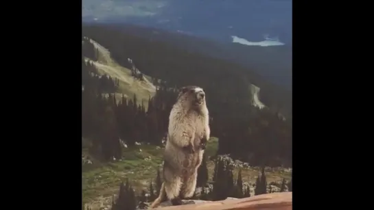 screaming marmot