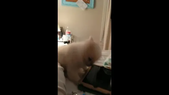 Epic Pomeranian Puppy sneeze