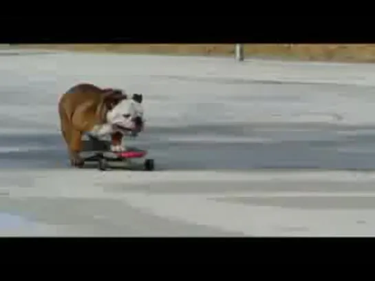 Skateboarding Dog