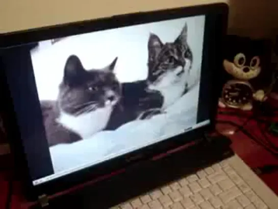 The two talking cats! cat reaction! talking cat