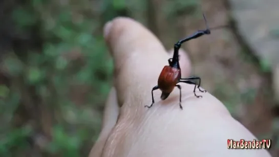 Трубковёрт-жираф (Trachelophorus giraffa)