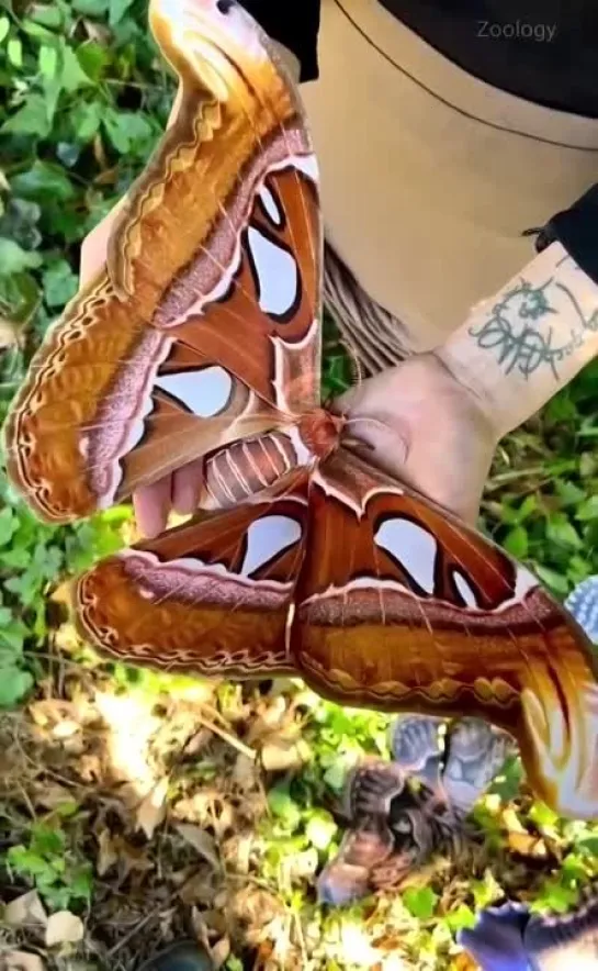 Павлиноглазка атлас (Attacus atlas)