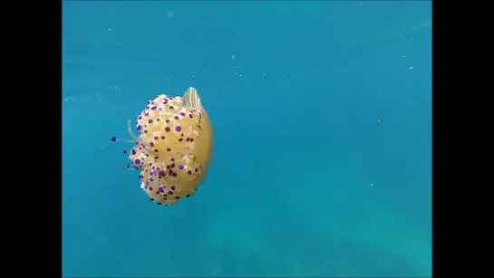 Медуза Кассиопея (Cotylorhiza tuberculata)