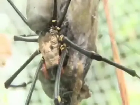 Паук рода Nephila поймал в сети птиц