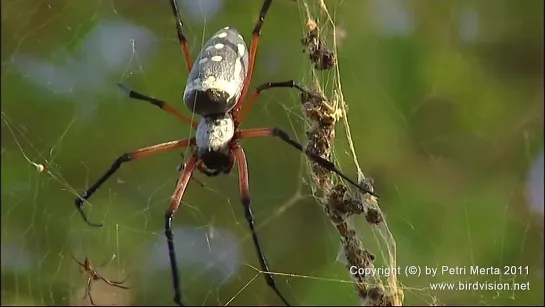 Паук рода Nephila поймал в сети птицу