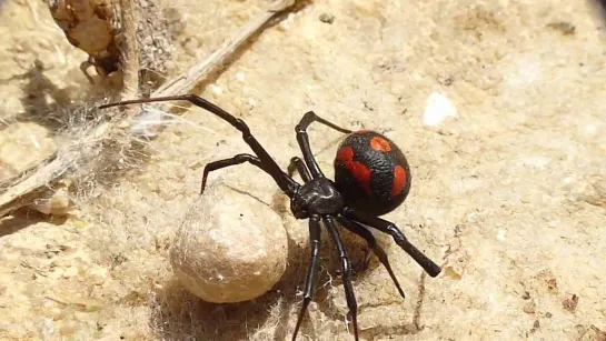 Каракурт (Latrodectus tredecimguttatus)