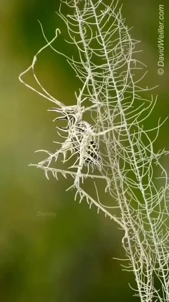 Кузнечик Markia hystrix. Ю. Америка