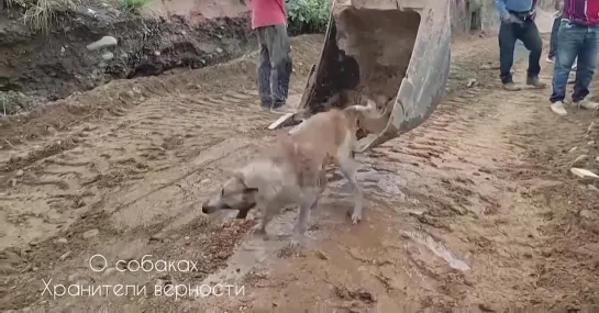 О собаках. Хранители верности