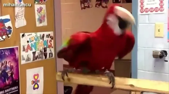 Funny_Parrots_Dancing_Compilation_MUX