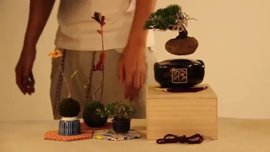 Floating Bonsai Trees Are Now A Reality