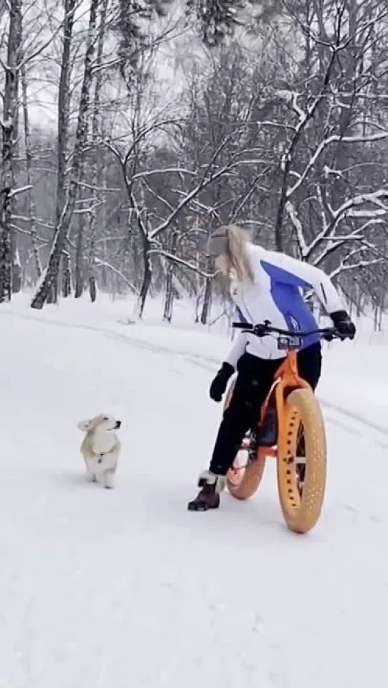 "Минусы коротких лапок" 🥺