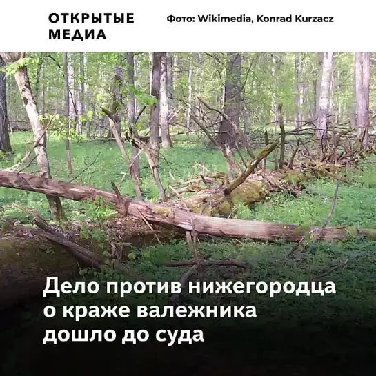 Дело за сбор валежника против нижегородца дошло до суда. Ему грозит до семи лет