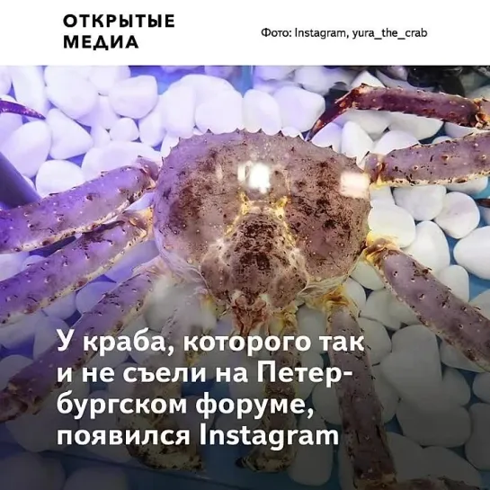 У краба, которого не съели на Петербургском форуме, появился Instagram