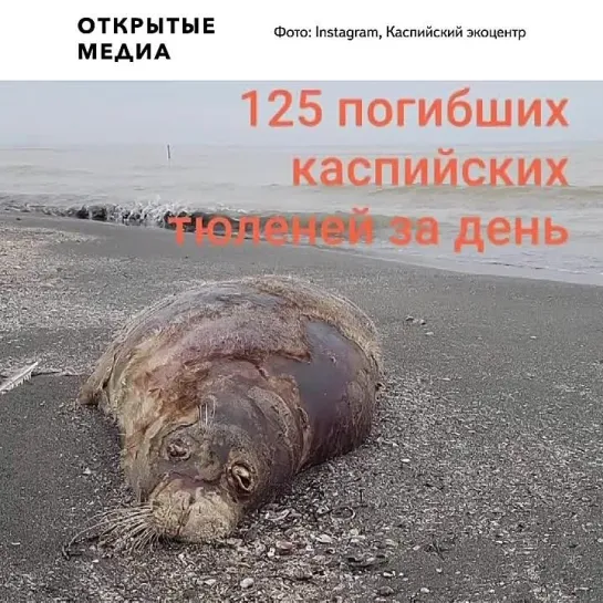 На берегу Каспийского моря нашли 170 мёртвых краснокнижных тюленей