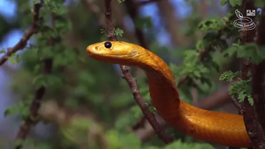 Cape cobra (Naja nivea)