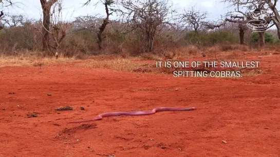 Red spitting cobra (Naja pallida)