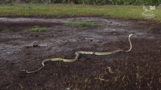 Black mamba (Dendroaspis polylepis)