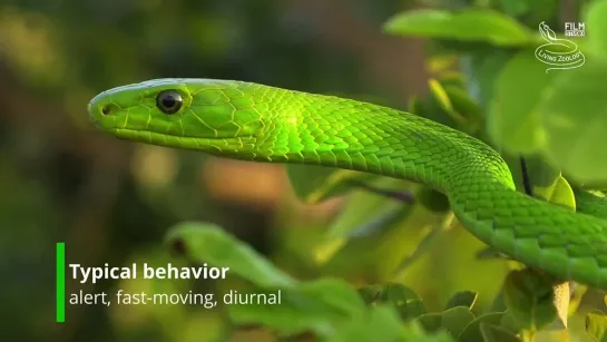 Eastern green mamba (Dendroaspis angusticeps)