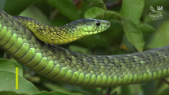 Jameson's mamba (Dendroaspis jamesoni)