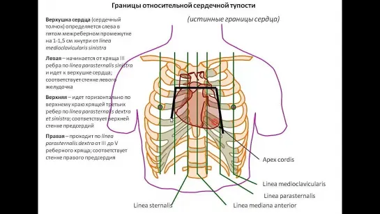 Топография сердца