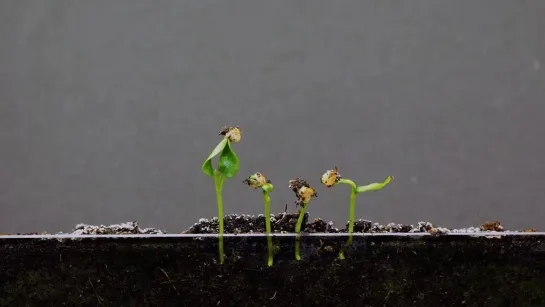 TORF - Семена (botanic version)